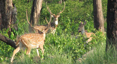 Kathmandu Chitwan Pokhara Tour by Car