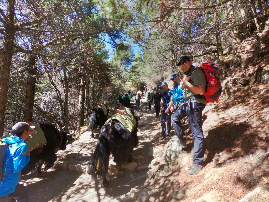 Yak and EBC trekking