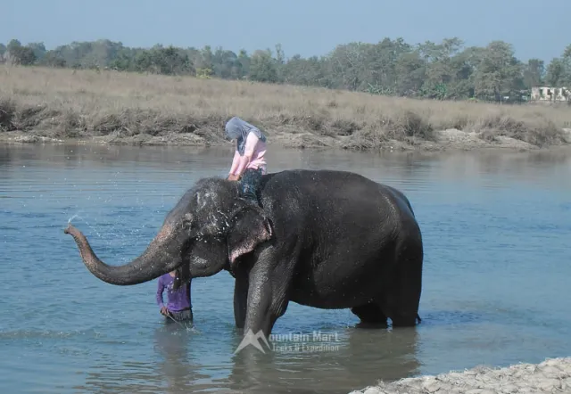 Elephant Bathing at Chitwan